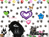 My dog Cricket