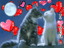 Cat Love