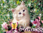 sasysasy92