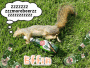 drunk squirrel