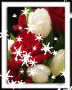 tulips undr snow