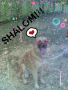 MAh Pet