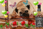 cagnolino