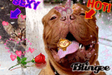 cagnolinoooooooo e micinooo