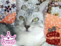 my cat