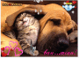 dog and cat! dog and cat!