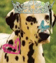 Dalmatian