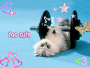 Baby Kitty_01