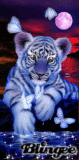 White Tiger with Butterflies