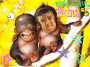 monkey twins