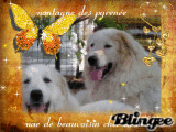 trop beaux