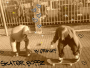 sprouse-skater