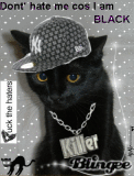 Dont hate black cat Dont hate black cat