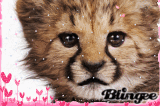 chou
