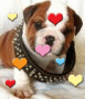 puppy