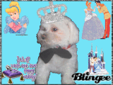 Prince Buddy
