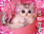 Cute Kitten