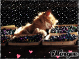 raisin +chat = bonne sieste