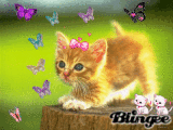 Gato y mariposas