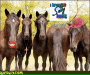 HORSES HORSES