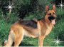 my dog
