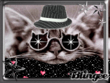 THE Cat