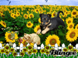 FUN IN THE SUNFLOWERS