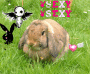 bunny2