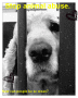 Doggie