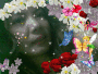 "flower fairy" "flower fairy"