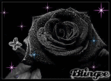 Black    Rose *