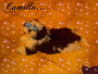 camillo
