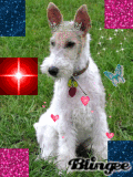 fox terrier fox terrier
