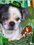 IrishPuppy