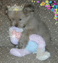 Puppy