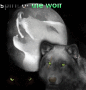 spirit of the wolve