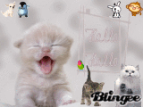 KITTY KITTY