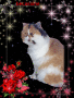 Glitter Graphics