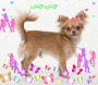 Cute puppy <3