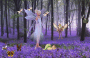 fairy