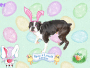 easter willie