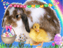 Happy easter