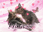 calin de chatons calin de chatons