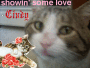 showinlove rose cat
