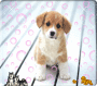 cute puppy