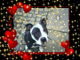 mein hund