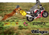 JAG U R Vs ZEBRA
