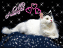 White Cat