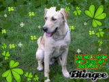 Tasso Irish