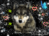 SAVE THE WOLVES STOP ANIMAL ABUSE
